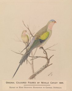 Princess Parrot, Polytelis alexandrae